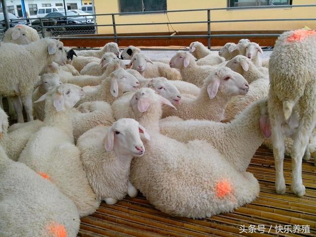 秋天养羊需要注意什么？秋季养羊方法
