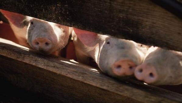 5月，生猪产业发展指数回归标准区间，本轮生猪周期的转折点即将到来
