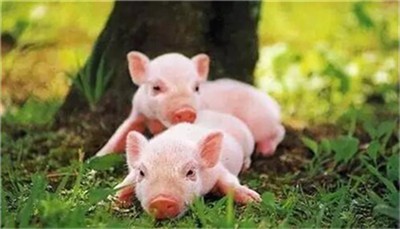 好消息！为了加快恢复生猪生产，官方计划放宽养猪场选址的距离要求
