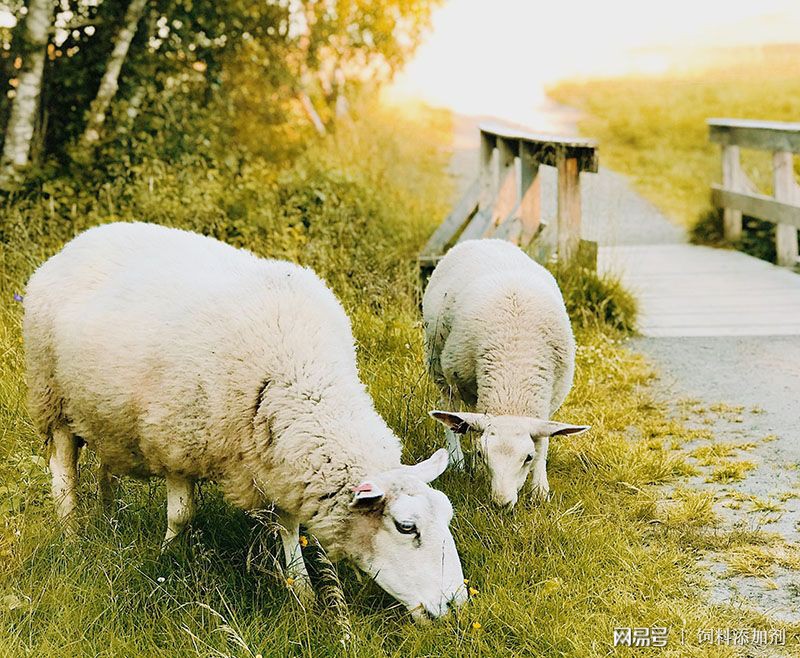 农民如何科学养羊？科学养羊有哪些注意事项？