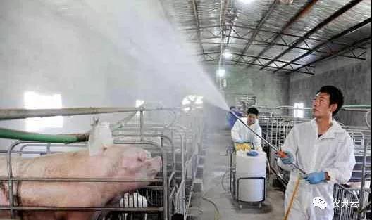 猪场日常管理中如何规范消毒程序？