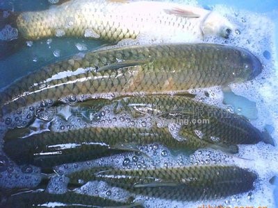 鱼价全线下跌1-2元/斤，很多省运鱼车去广东拉新鱼。中秋鱼价还有希望吗？
