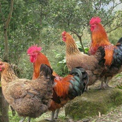 绿脚鸡的养殖技术，如何养好绿脚鸡？
