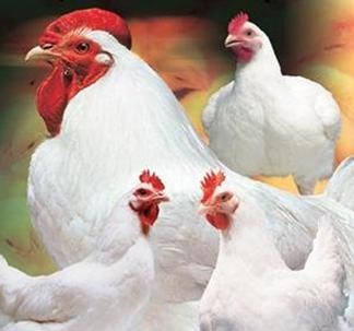 4月19日，CFT鸡评论称，鸡蛋价格上涨，鸡肉和肉鸡价格继续上涨。鸡的价格继续下跌