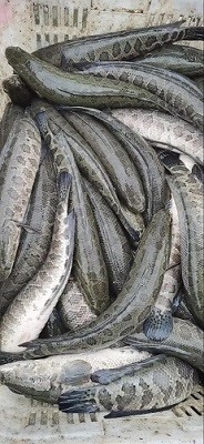 神奇！黑鱼价格大幅上涨，装载价格最高8.7元/公斤！汤口价格乱，农民笑！
