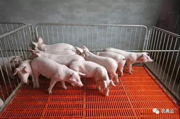 如何设计一个哺乳猪舍更有利于小猪的健康成长？
