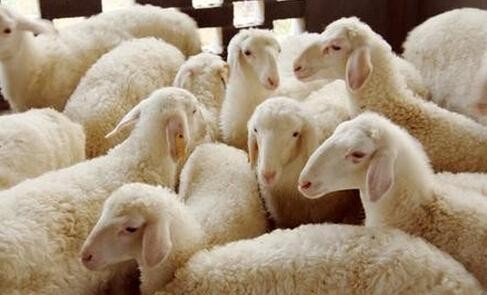 高湿度不利于养羊，防止高湿度环境的措施
