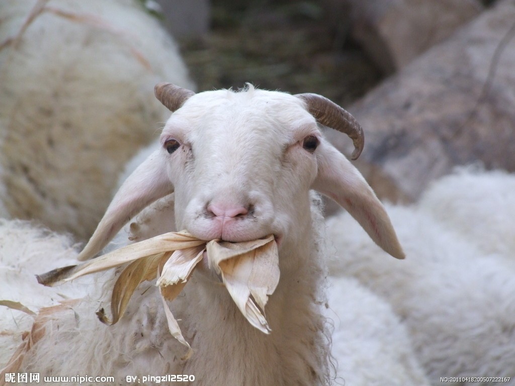 内蒙古赤峰敖汉旗农牧业局成功完成了转移公羊的分配工作
