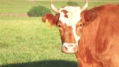 科尔沁牛如何增重？科尔沁牛的泌乳方法

