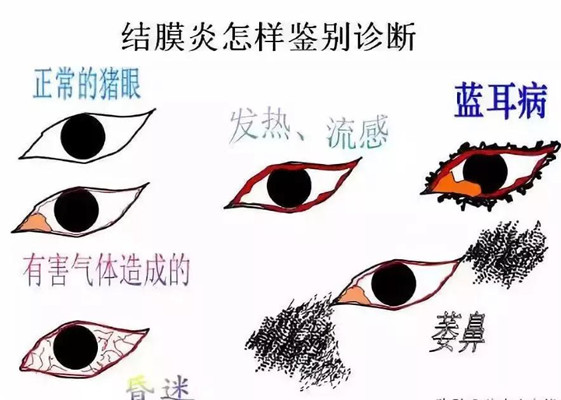 你应该知道这些母猪明显的身体信号！