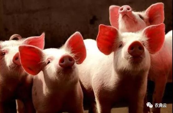 预防仔猪腹泻的十个小技巧