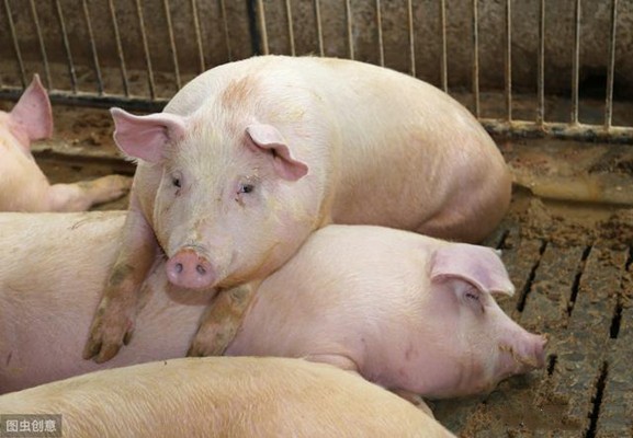 猪9种腹泻病的诊断要点学会了吗？
