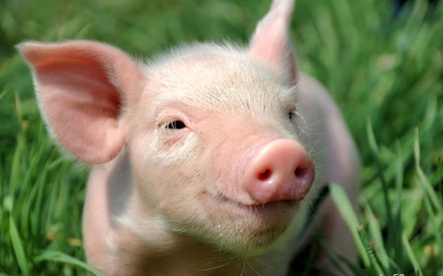 你有关于生猪期货的知识吗？
