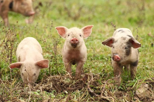 中小型养猪模式和专业育肥养猪
