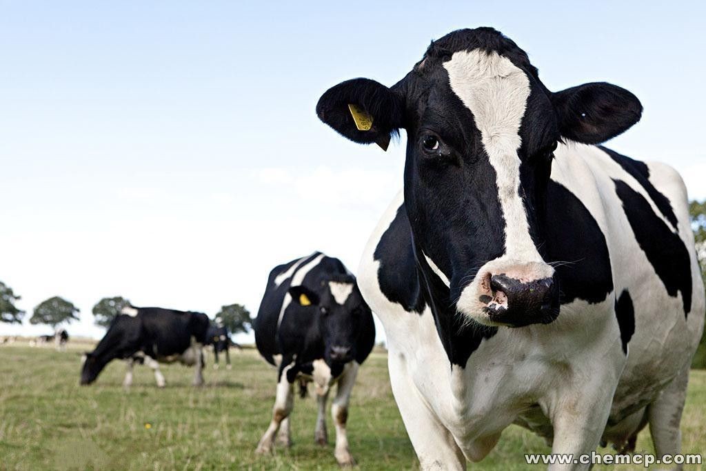 夏季饲养奶牛如何采取措施防暑降温？
