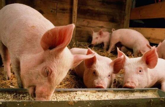 农业和农村事务部畜牧兽医局局长杨真海:区域防控旨在保护生猪生产