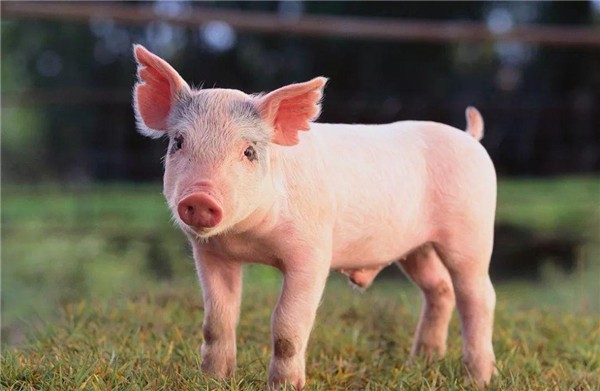 6月生猪价格即将反弹？业内预测本轮最低点还是在14-15元/公斤
