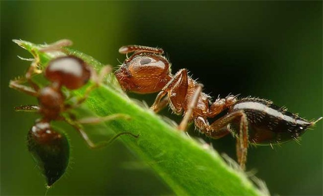 野外放养蚂蚁的方法

