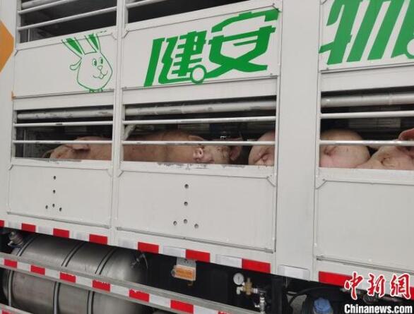 985头美国种猪“空下”四川有望引进2400头美国原种猪