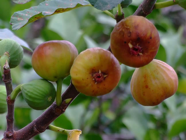 柚子的营养价值，柚子有哪些营养成分？柚子的功效与作用