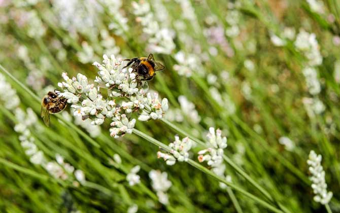 2020年养蜜蜂有前景吗？