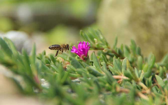 2020年蜜蜂能赚钱吗？