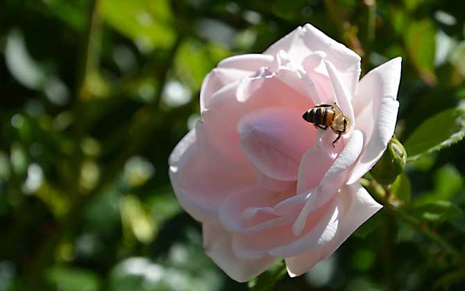 2020年蜜蜂能赚钱吗？