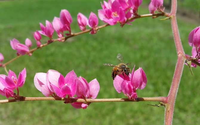 蜜蜂养殖成本高吗？