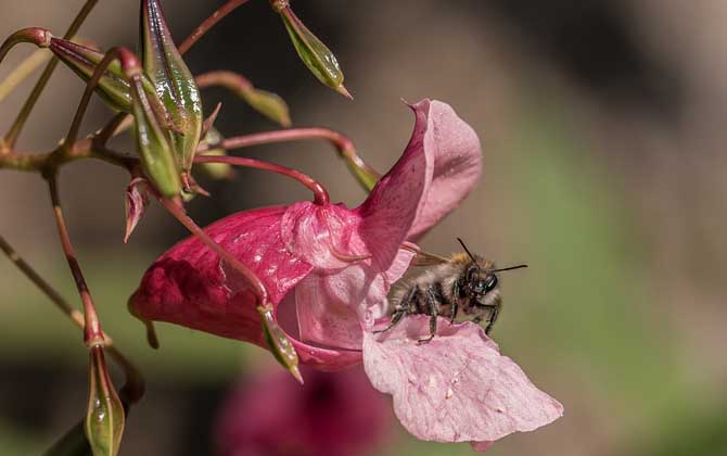 蜜蜂为什么会消失？