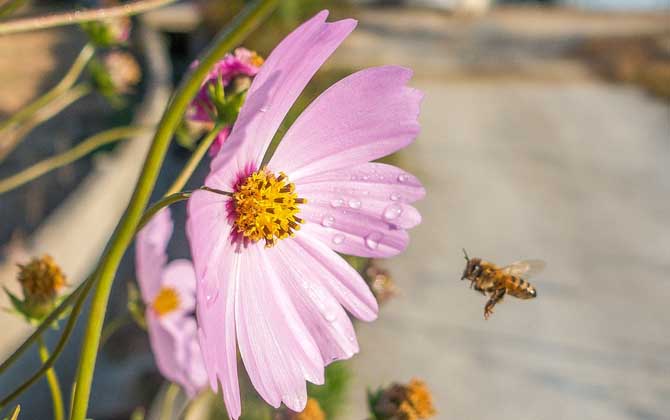 蜜蜂为什么会消失？