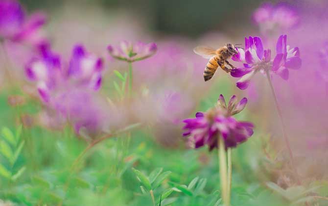 蜜蜂一生能收集多少蜂蜜？