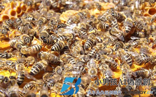 蜜蜂秋繁技术视频