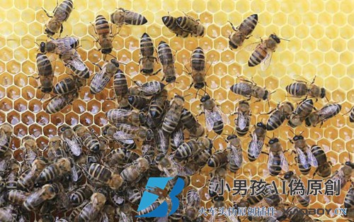 蜜蜂秋繁技术视频