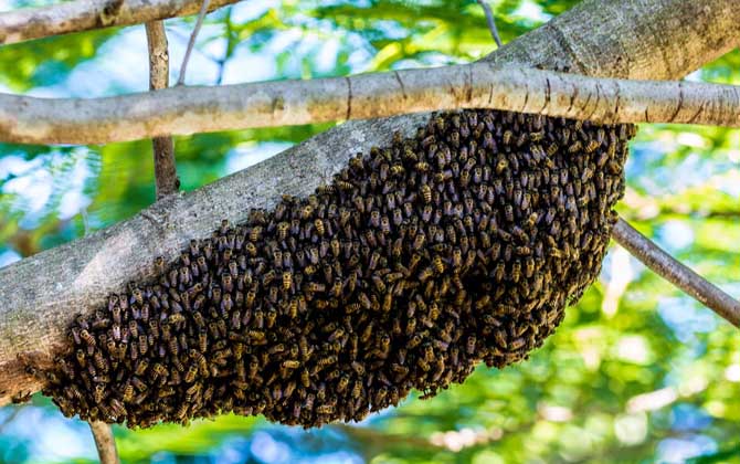 中国蜜蜂人工蜜蜂分离技术视频