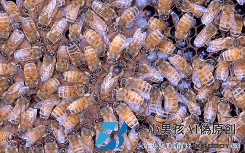 蜂王培育技术视频