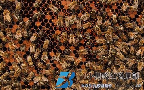 蜜蜂螺旋体病的症状及预防