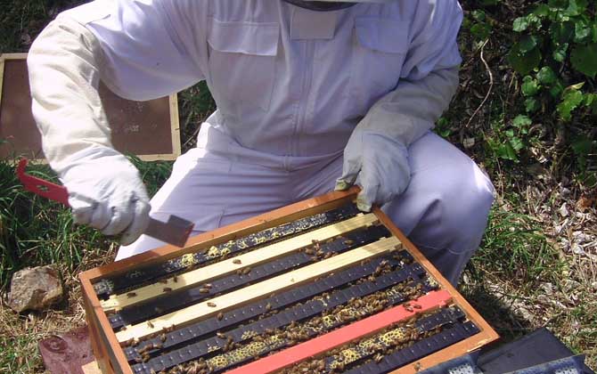 蜜蜂副伤寒的症状及预防
