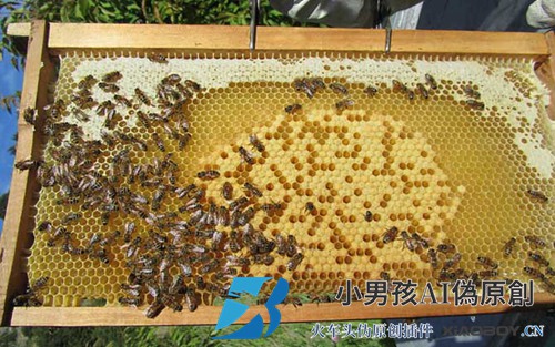 治疗蜂螨的最佳方法