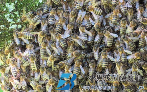 如何在家收集和饲养野蜂？