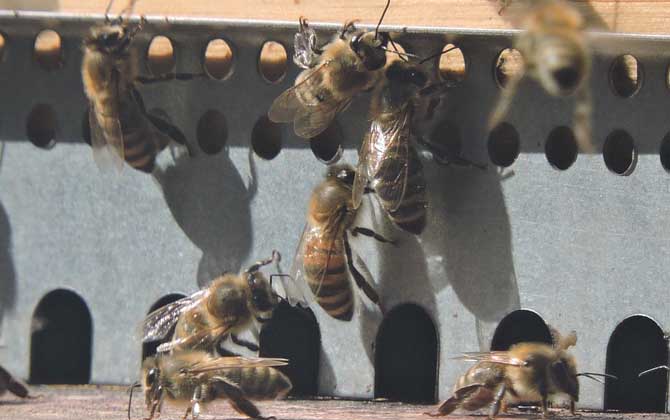 蜜蜂养殖基础知识