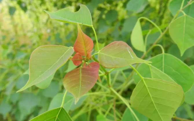 蜜源植物种类和图片的完整收集