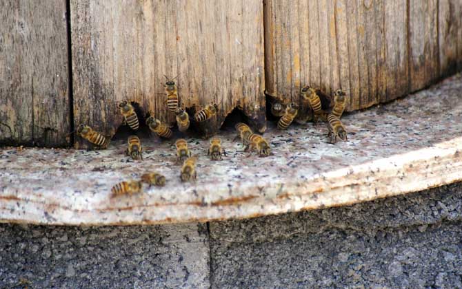 养100箱蜜蜂要多少钱？