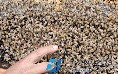 如何识别群体中的蚁后？