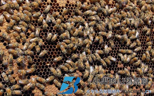 如何识别群体中的蚁后？