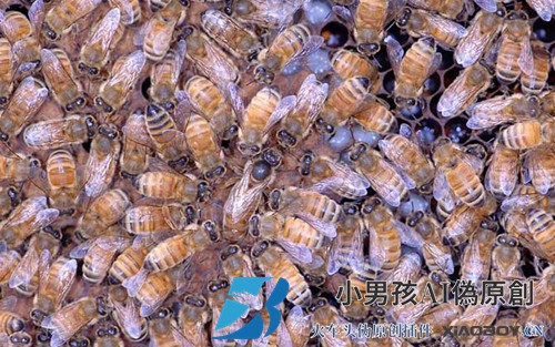 蜂王不产卵的原因是什么？