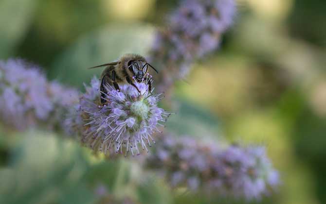 蜜蜂和螨虫能接触到人吗？