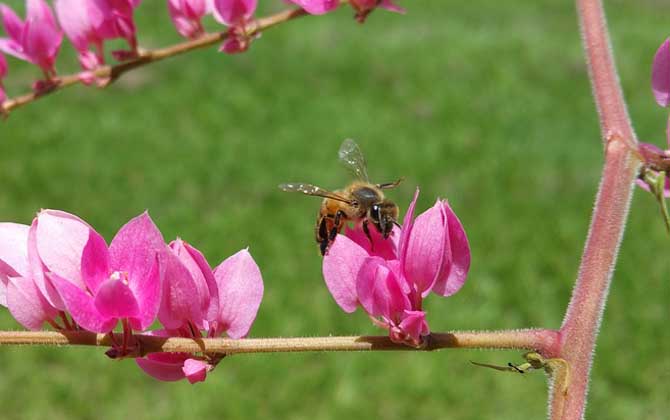 蜜蜂采蜜是什么行为？