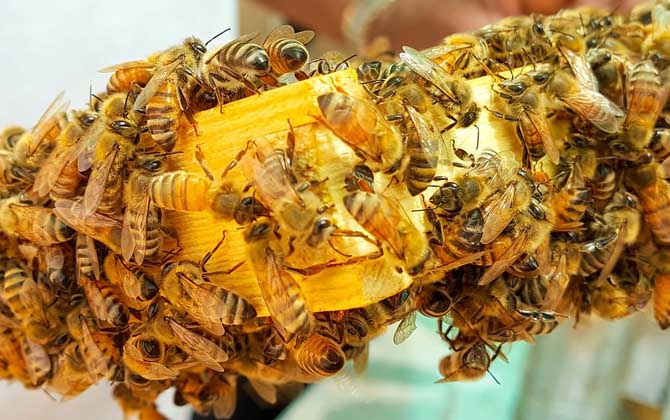 蜜蜂冲几天做王？