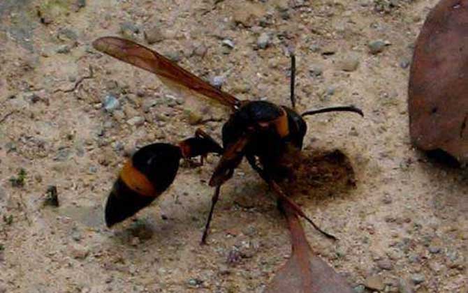 黄蜂叮人会死人吗？