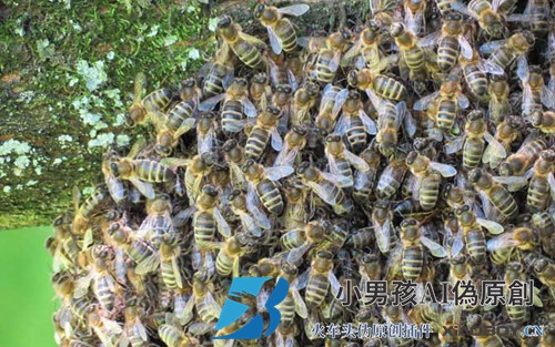 野蜂怎么养才能不走？